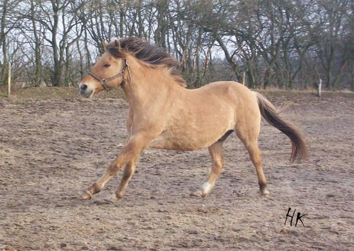 Dressurundervisning - Ridning af Goldy- Foldbilleder- Uggerhalne rideklub.- billede 172