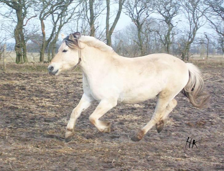 Dressurundervisning - Ridning af Goldy- Foldbilleder- Uggerhalne rideklub.- billede 173