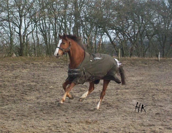 Dressurundervisning - Ridning af Goldy- Foldbilleder- Uggerhalne rideklub.- billede 174