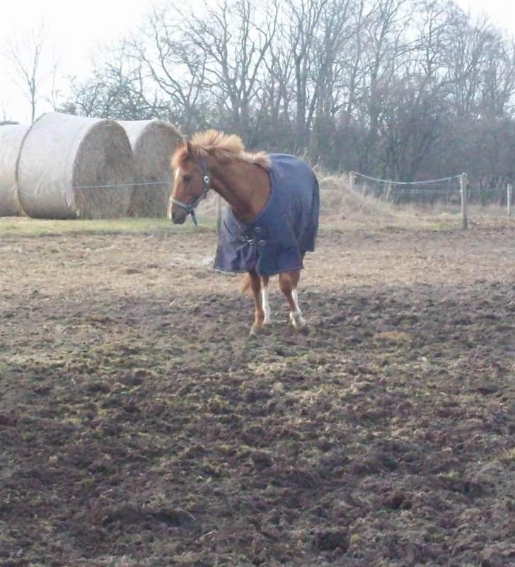 Dressurundervisning - Ridning af Goldy- Foldbilleder- Uggerhalne rideklub.- billede 175