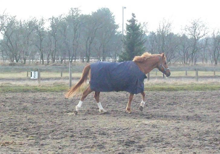 Dressurundervisning - Ridning af Goldy- Foldbilleder- Uggerhalne rideklub.- billede 176