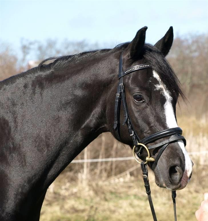 VERDENS SMUKKESTE PONY!! billede 3