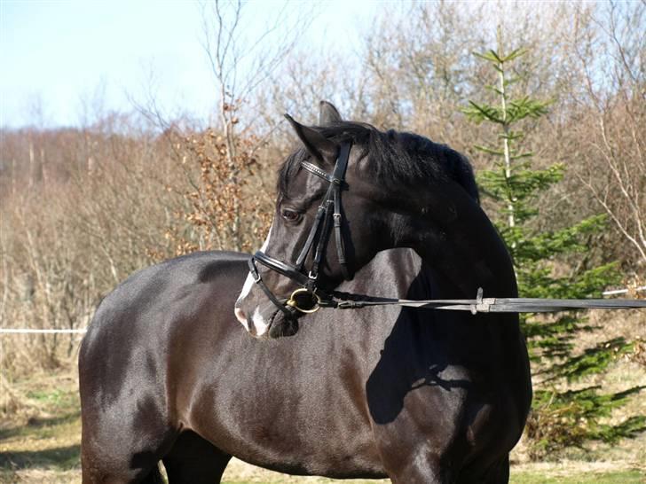VERDENS SMUKKESTE PONY!! billede 9