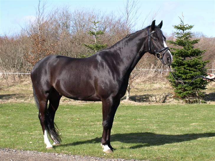 VERDENS SMUKKESTE PONY!! billede 11