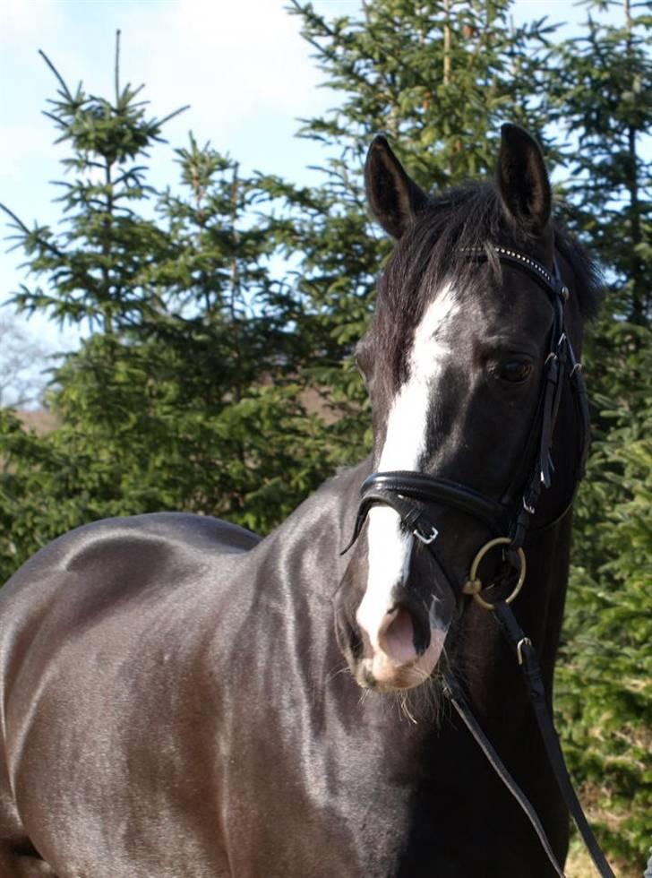 VERDENS SMUKKESTE PONY!! billede 12