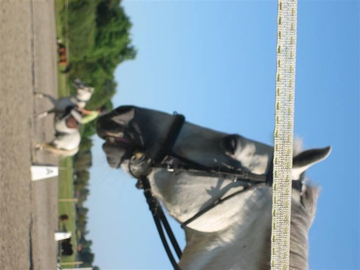 Ridelejr på søborggård 2007 - Nær billed.. lidt sløgeret måske billede 6