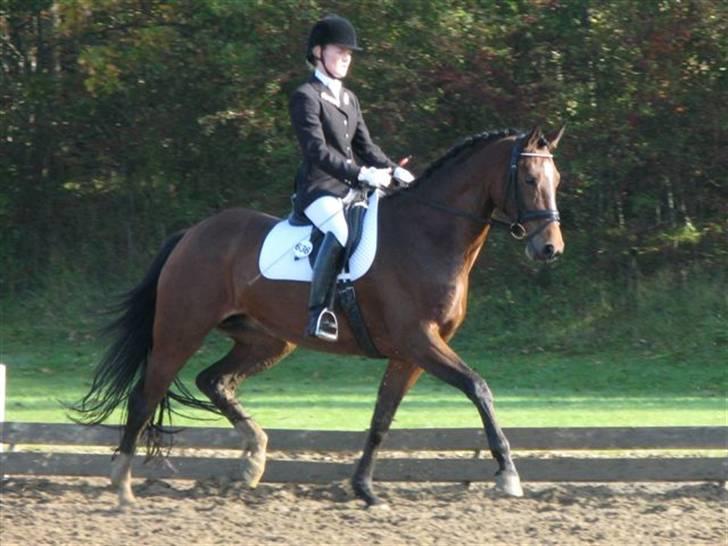 Heste  - Midt-West Madonna - har redet hende for stutteri Midt-West siden midten af juli. Er kvalificeret til unghestechampionatet 2008 - så skal ride til hingstekåringen i Herning :D Hun er fantastisk! billede 1