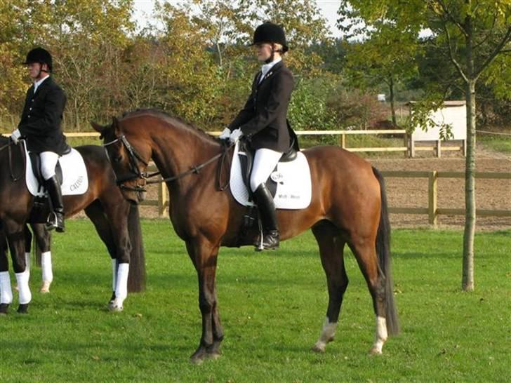 Heste  - Madonna til præmieoverrækkelse ved egnethedstest i Ikast 6/10-07. Nr.3 :) billede 2