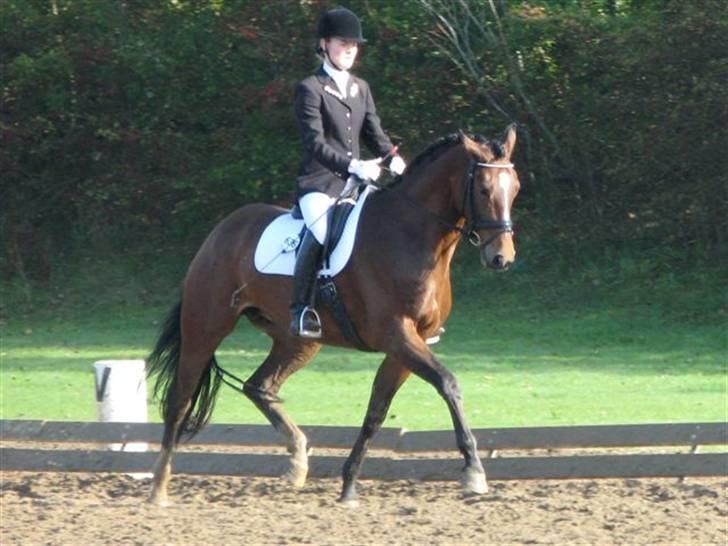 Heste  - Madonna til egethedstest i Ikast. billede 3