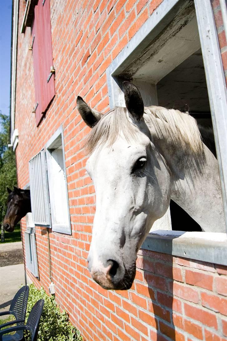 Heste  - Marie Curie - lånte hende fra januar til oktober - nåede at ride Mb1 på hende til 63% og JRI til 65%. Var kvalificeret til DM for junior 2007, men startede ikke. Nu er hun tilbage ved sin ejer Pernille i Viborg :)
- I baggrunden min mors sorte ganger, Daidalos ;) billede 4