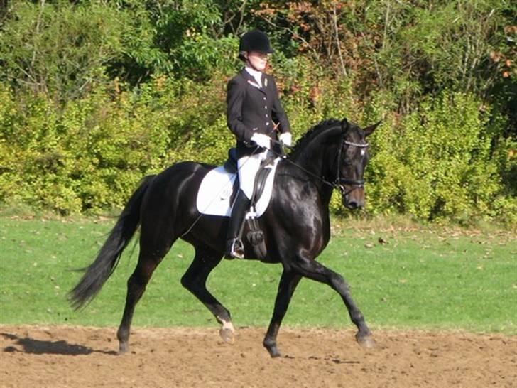 Heste  - Midt-West Destiny - red ham fra midten af september til starten af november, mens han var til salg. Virkelig fin lille hest! Er lige blevet solgt :) billede 6