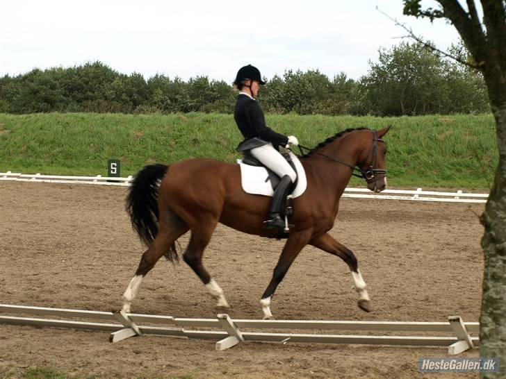 Heste  - Shadow til C-stævne i Viborg d.15/9. La1 for junior til ikke mindre end 75%! :D dejlig lille hest jeg har lånt :} billede 8