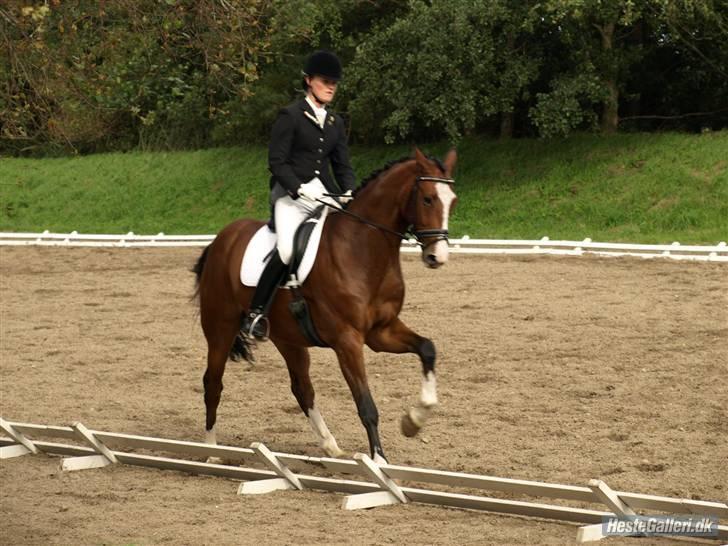 Heste  - C-stævne i Viborg. Billederne er taget af Sofie Slot P og Kathrine Bjørklund. Tak for billederne :) billede 9
