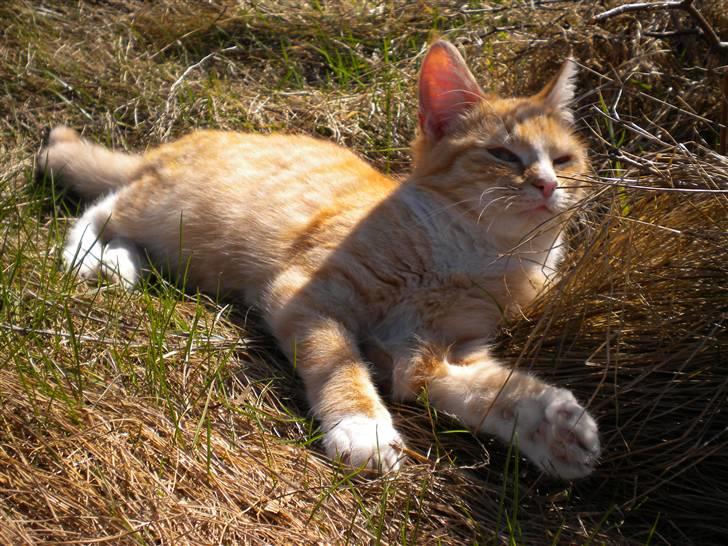 Fede frede:D billede 2