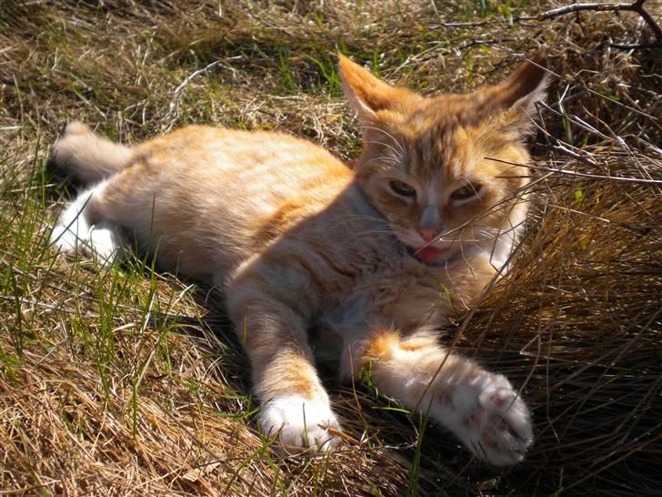 Fede frede:D billede 3