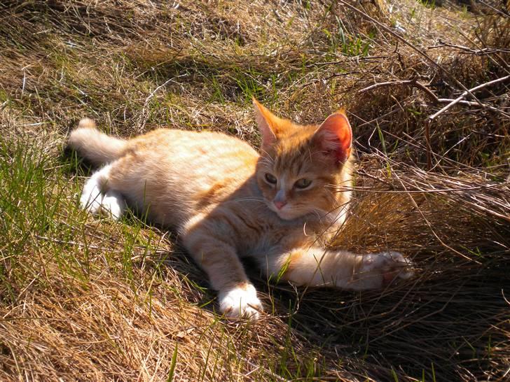 Fede frede:D billede 4