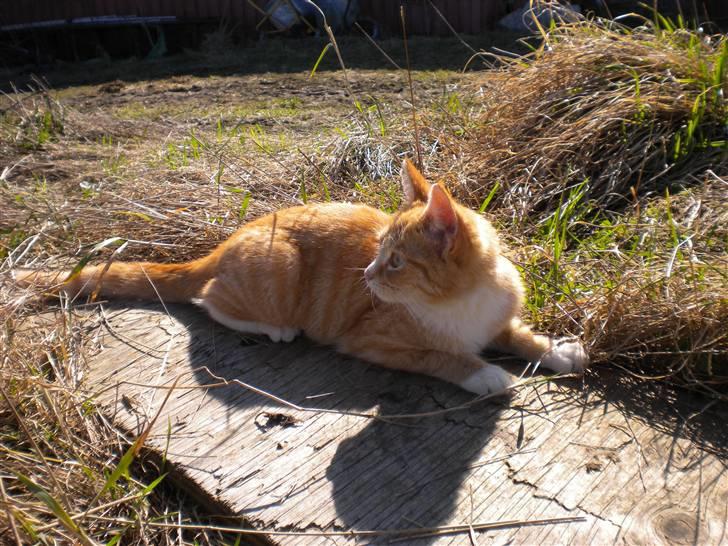 Fede frede:D - Den store tiger!:) billede 5