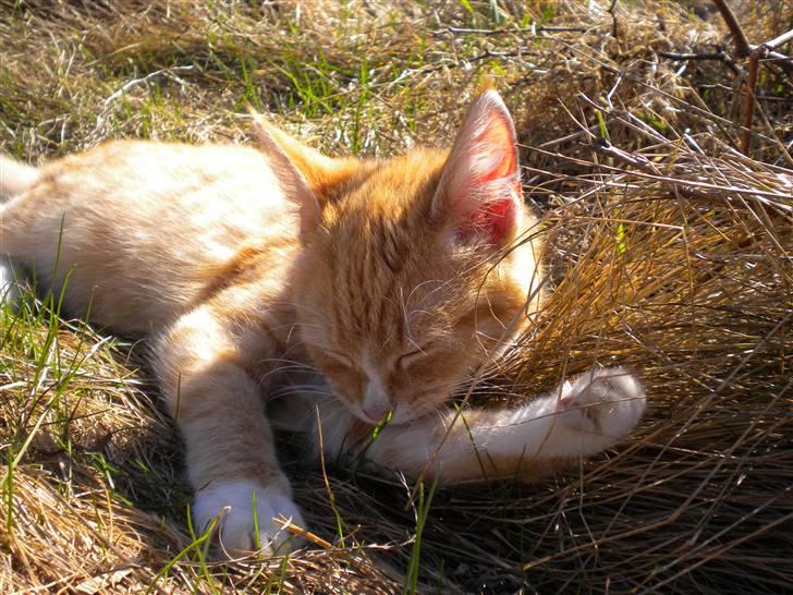 Fede frede:D billede 6