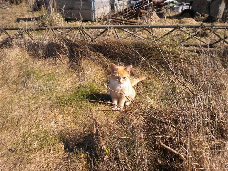 Fede frede:D billede 7