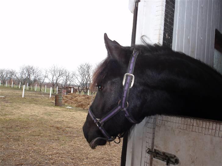 Felix, tyttebøvs og shamik billede 22