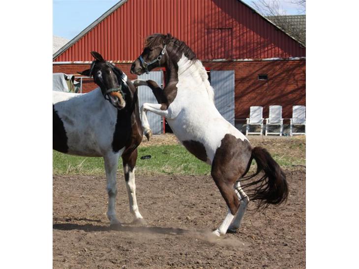 {{currentPhoto.altText}} billede {{currentPhoto.number}}