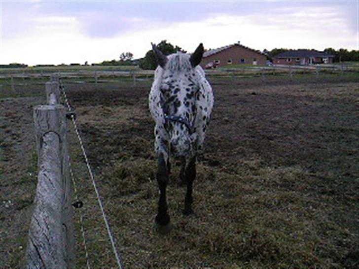 Pippi den lille krikke <3 billede 1