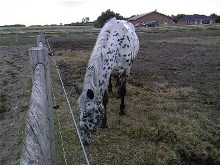 Pippi den lille krikke <3 billede 2