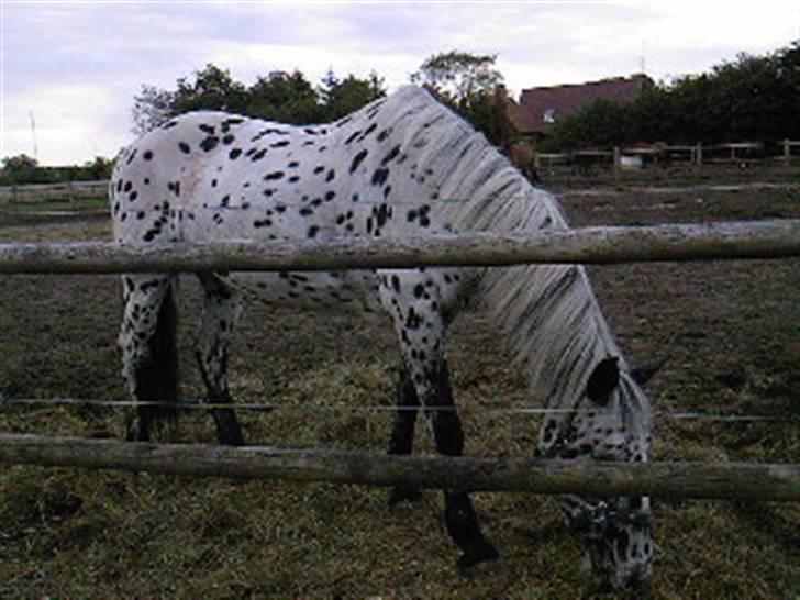 Pippi den lille krikke <3 billede 3