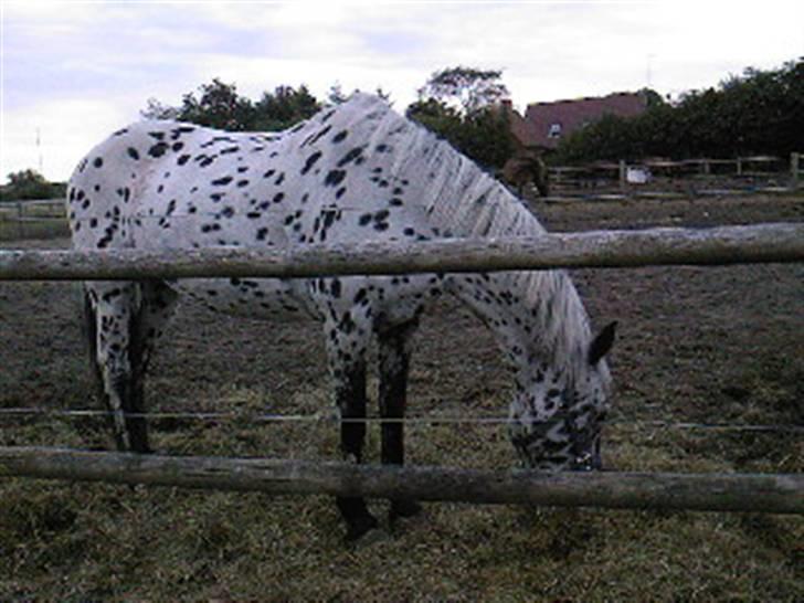 Pippi den lille krikke <3 billede 4