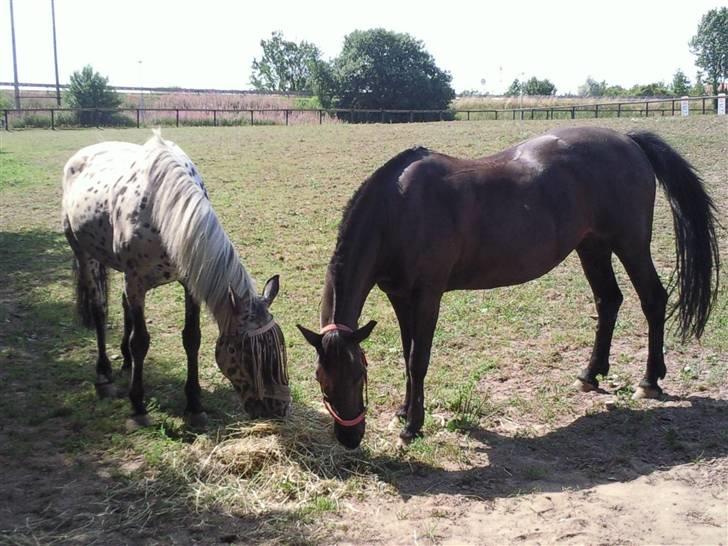 Pippi den lille krikke <3 billede 6