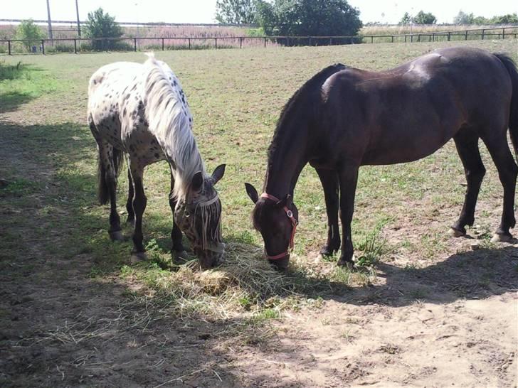 Pippi den lille krikke <3 billede 7