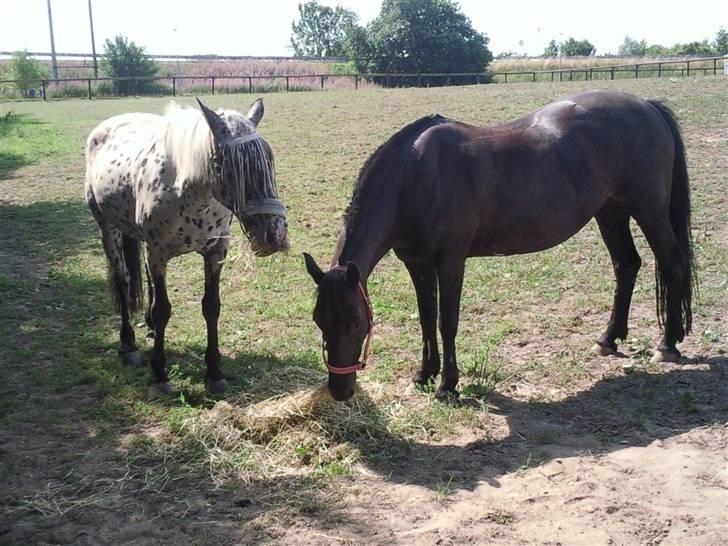 Pippi den lille krikke <3 billede 8