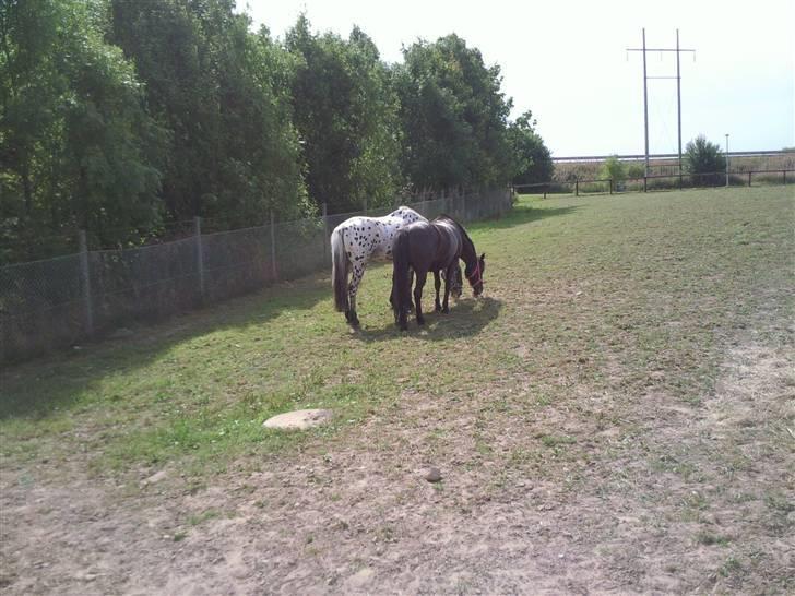 Pippi den lille krikke <3 billede 9