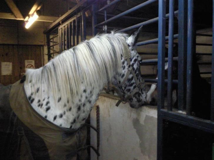 Pippi den lille krikke <3 billede 13