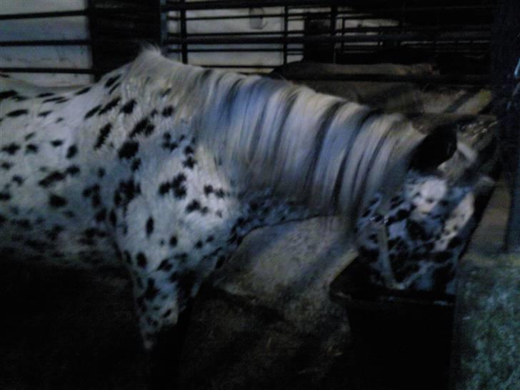 Pippi den lille krikke <3 billede 14