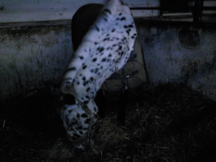 Pippi den lille krikke <3 billede 15