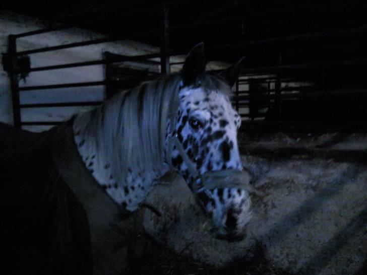 Pippi den lille krikke <3 billede 16