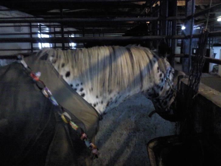 Pippi den lille krikke <3 billede 17