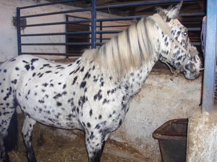 Pippi den lille krikke <3 billede 19