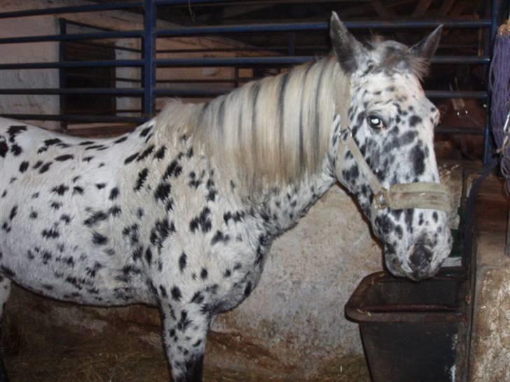 Pippi den lille krikke <3 billede 20