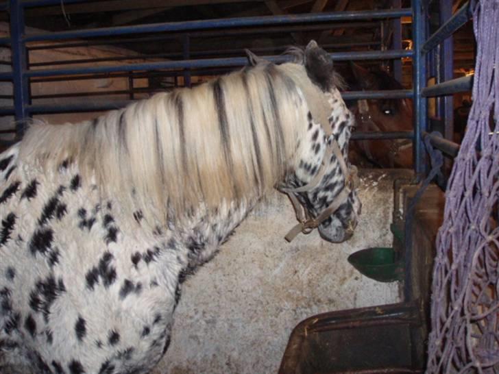 Pippi den lille krikke <3 billede 21