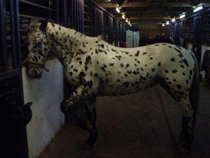 Pippi den lille krikke <3 billede 22