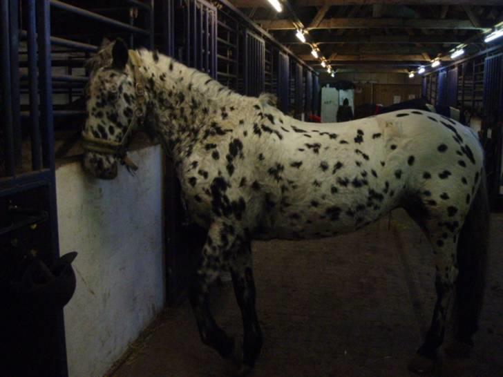 Pippi den lille krikke <3 billede 23