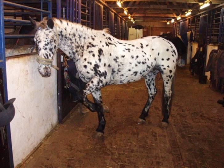 Pippi den lille krikke <3 billede 24