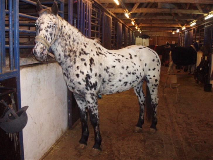 Pippi den lille krikke <3 billede 25