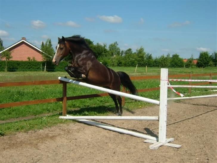 Billeder af andre heste jeg rider - Amanda Løsspring  sommer 2009 billede 8