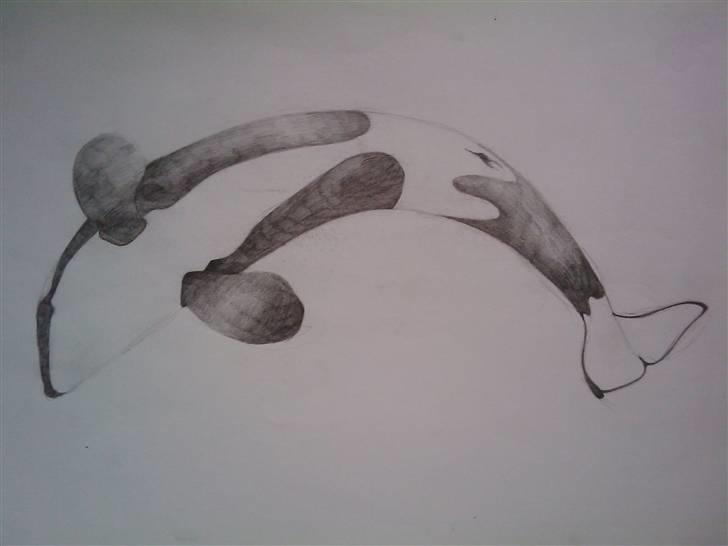 .. Tegninger :) | Åben for bestillinger. - Spækhugger. billede 3