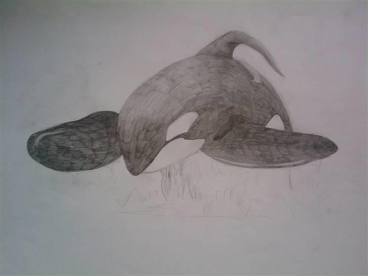 .. Tegninger :) | Åben for bestillinger. - Spækhugger. kun halvt færdig. billede 6