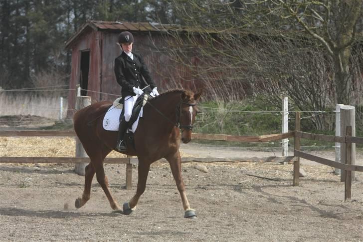 Første stævne, Rideklub Vestsjælland, LC3 billede 4