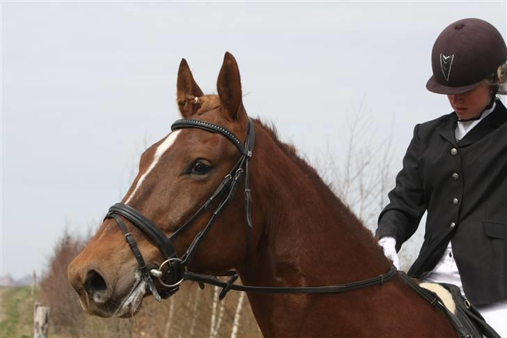 Første stævne, Rideklub Vestsjælland, LC3 billede 6